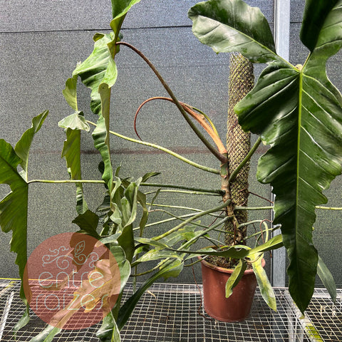 Philodendron longilobatum - Gigante