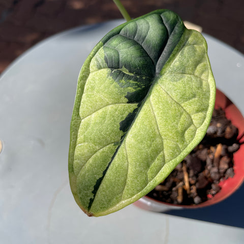 Alocasia Dragon scale variegata