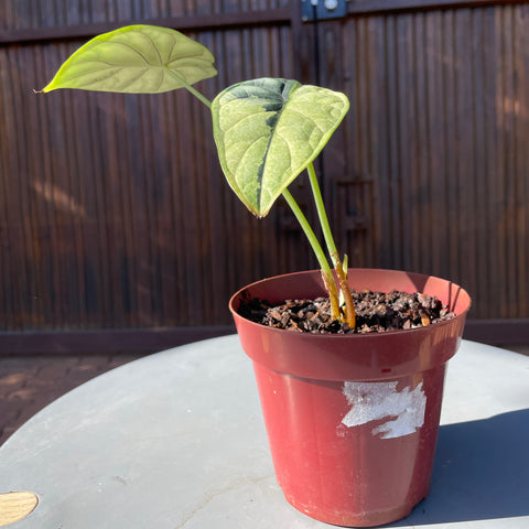 Alocasia Dragon scale variegata