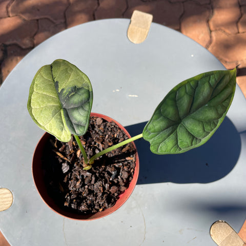 Alocasia Dragon scale variegata