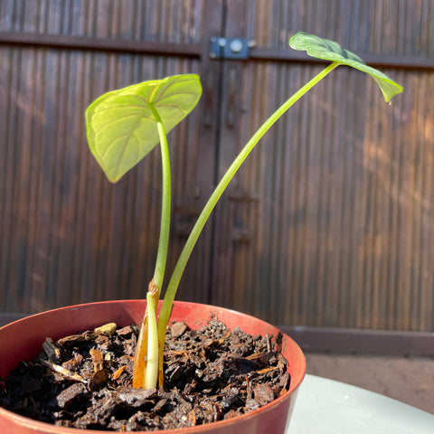 Alocasia Dragon scale variegata