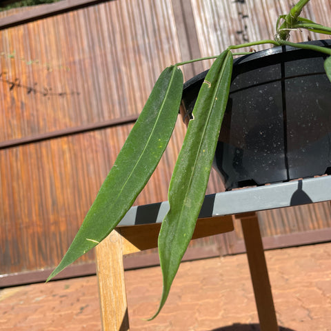 Anthurium pallidiflorum
