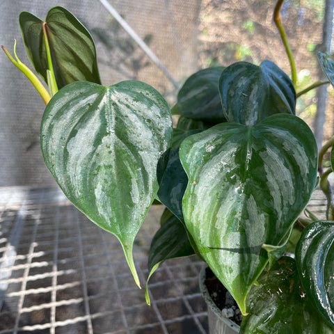 Philodendron brandtianum