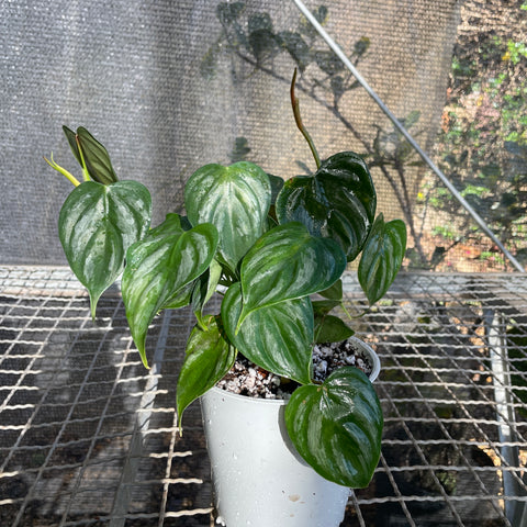Philodendron brandtianum