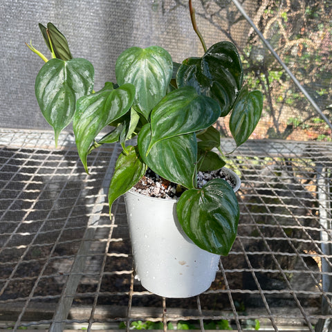 Philodendron brandtianum