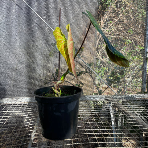 Philodedron 'splendid'