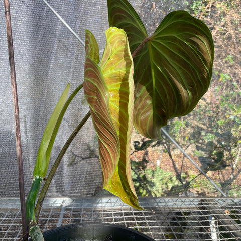 Philodedron 'splendid'