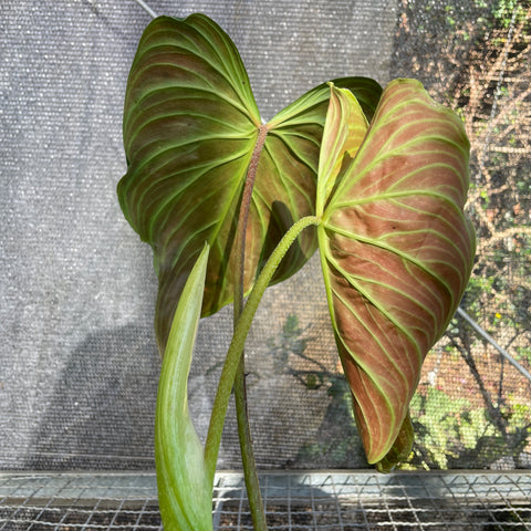 Philodedron 'splendid'