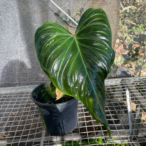 Philodedron 'splendid'