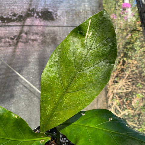 Anthurium plowmanii