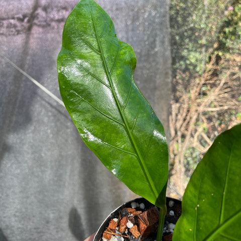 Anthurium plowmanii