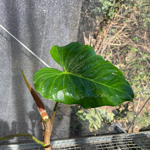 Philodendron pseudoverrucosum