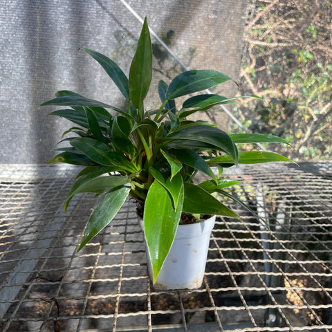 Philodendron 'Pin Cushion'