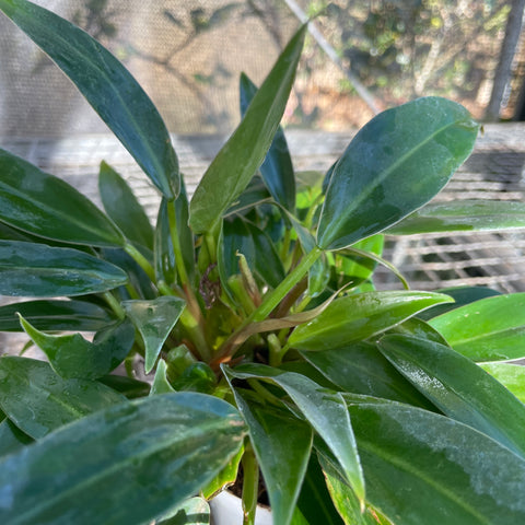 Philodendron 'Pin Cushion'