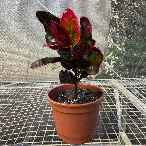 Cróton 'red apple'