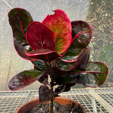 Cróton 'red apple'