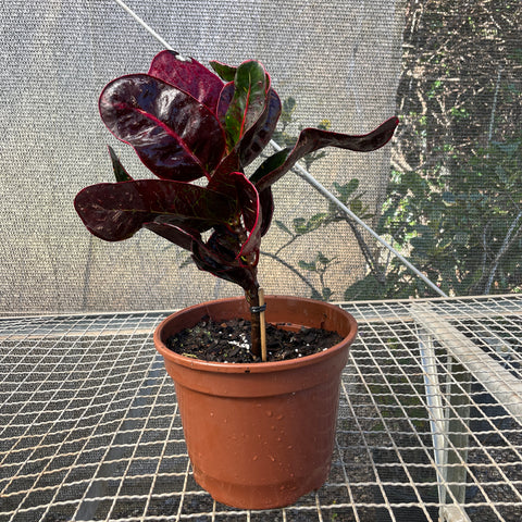 Cróton 'red apple'