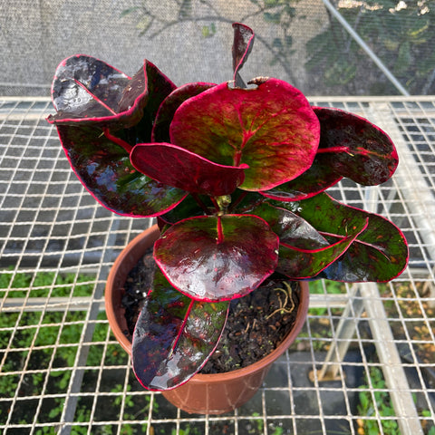 Cróton 'red apple'