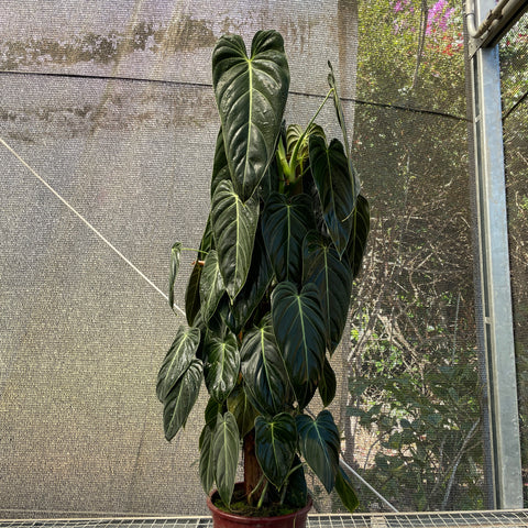 Philodendron melanochrysum G