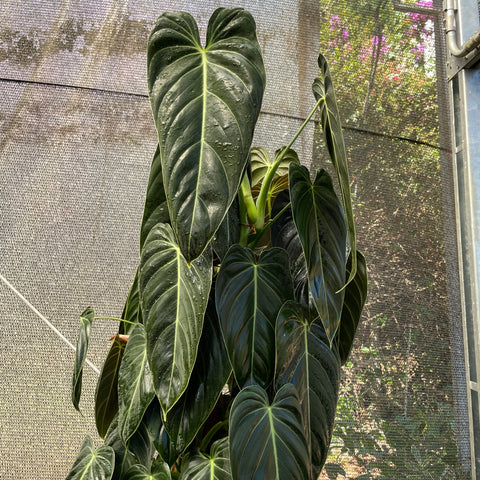 Philodendron melanochrysum