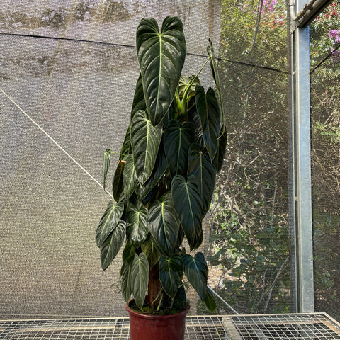 Philodendron melanochrysum G