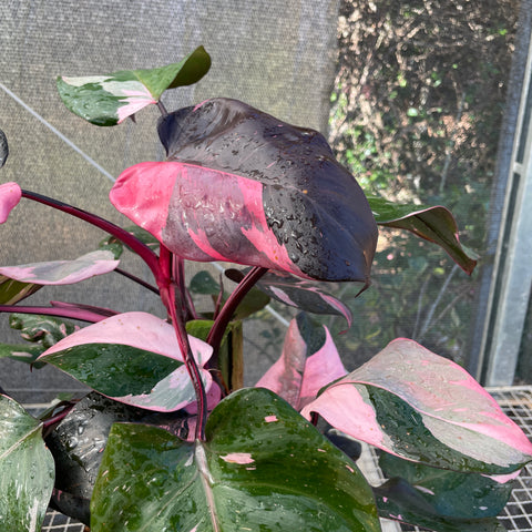 Philodendron 'Pink Princess' (Grande)