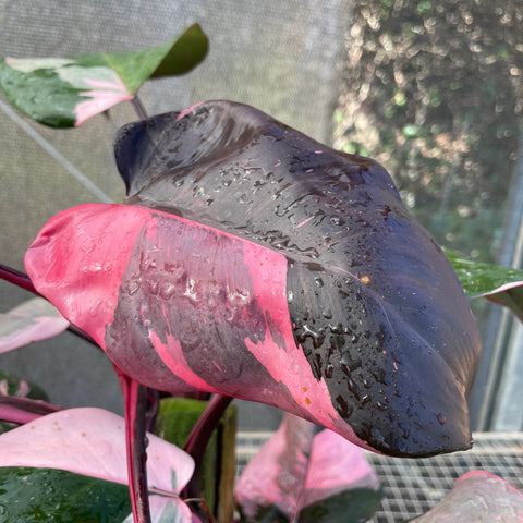 Philodendron 'Pink Princess' (Grande)