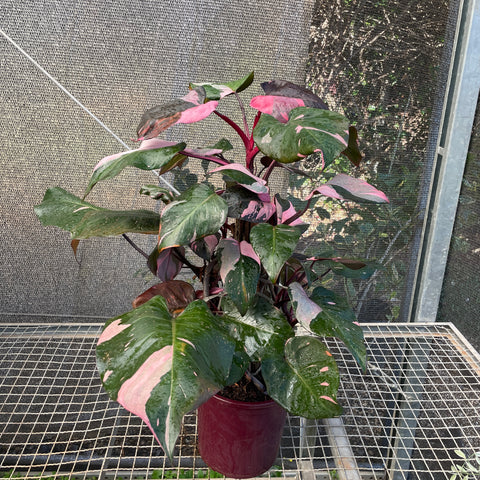 Philodendron 'Pink Princess' (Grande)