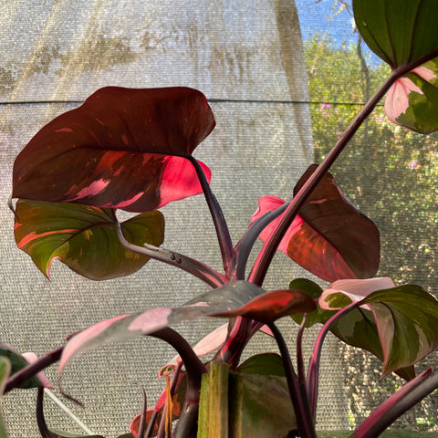 Philodendron 'Pink Princess' (Grande)