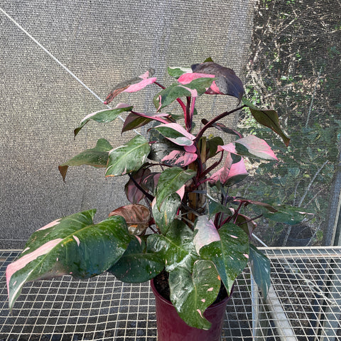 Philodendron 'Pink Princess' (Grande)