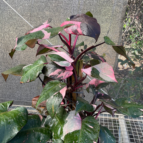 Philodendron 'Pink Princess' (Grande)