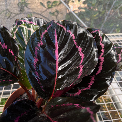 Calathea Rubi