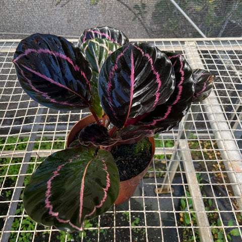 Calathea Rubi