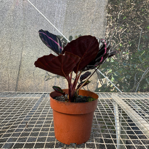 Calathea Rubi