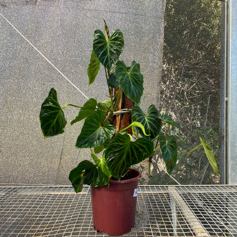 Philodendron verrucosum no tutor