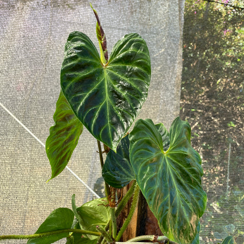 Philodendron verrucosum no tutor