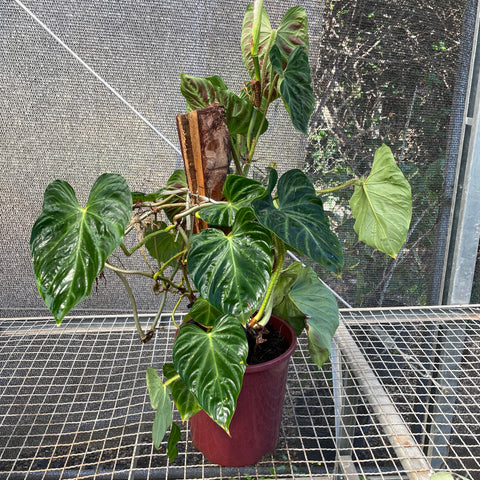 Philodendron verrucosum no tutor