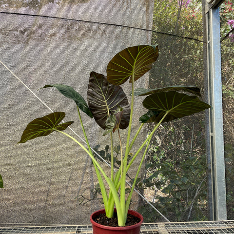Alocasia 'Regal Shield' G