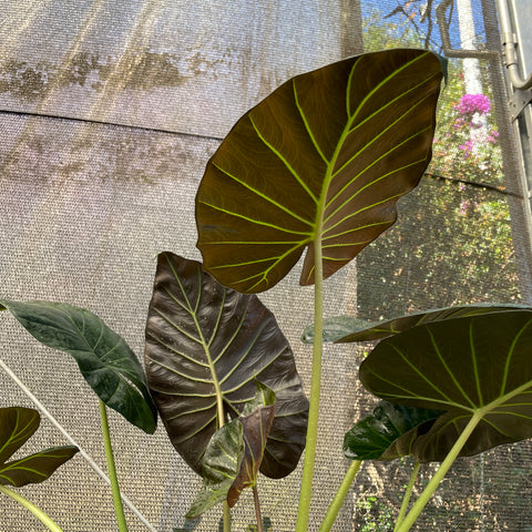 Alocasia 'Regal Shield' G