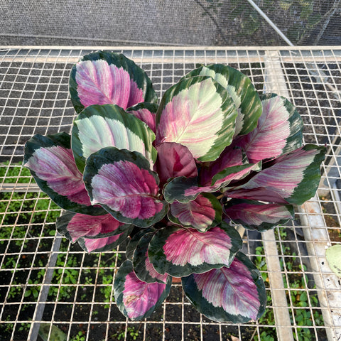 Calathea 'Rosy'