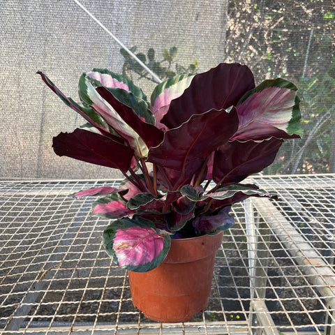 Calathea 'Rosy'