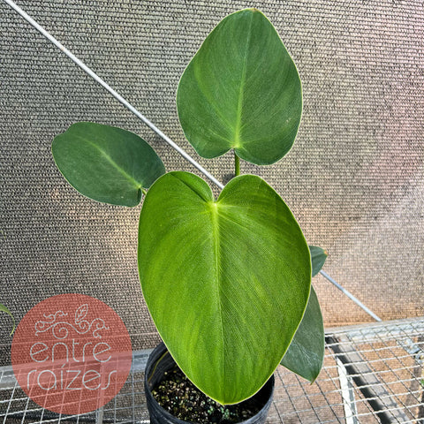 Philodendron rugosum