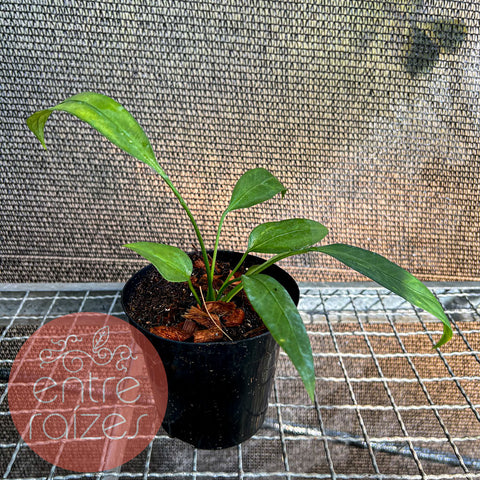 Anthurium vittarifolium - P