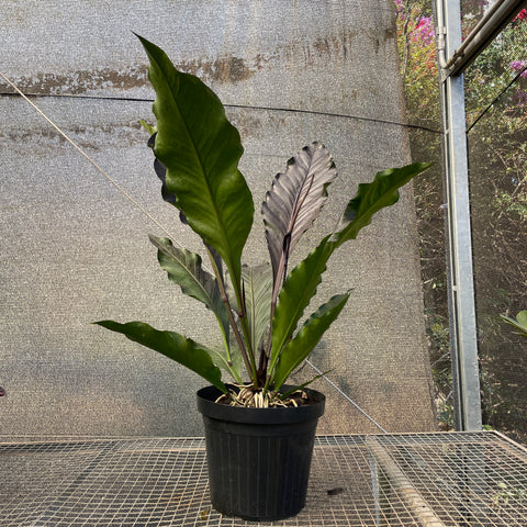 Anthurium aff.   'Hookeri black' gigante
