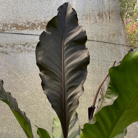 Anthurium aff.   'Hookeri black' gigante