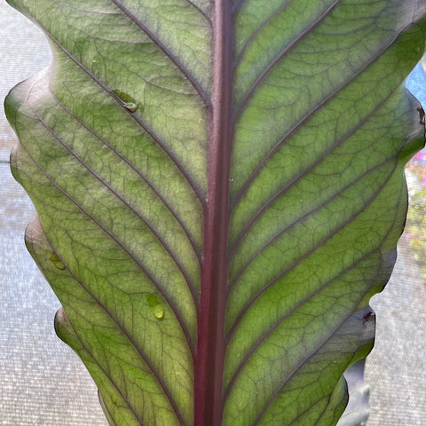 Anthurium aff.   'Hookeri black' gigante