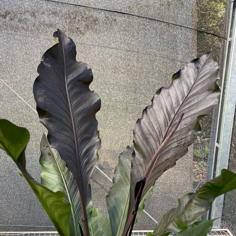 Anthurium aff.   'Hookeri black' gigante