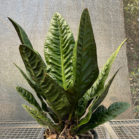 Anthurium Superbum