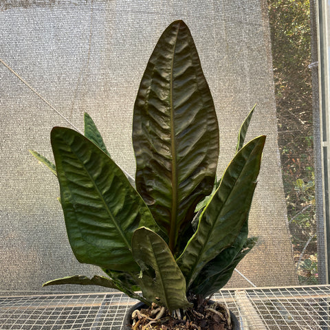 Anthurium Superbum