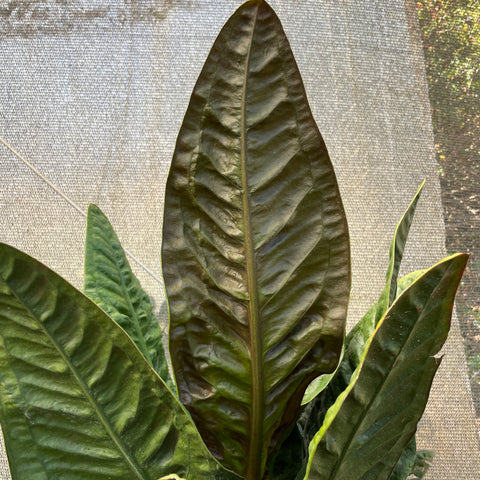 Anthurium Superbum